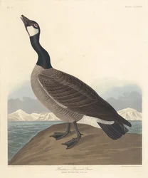 Hutchins Ringelgans
