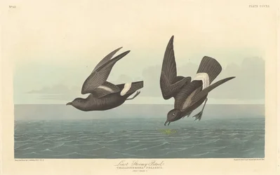 Kleinster Sturmvogel