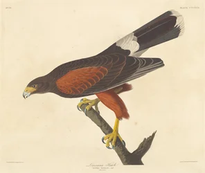 Louisiana-Habicht