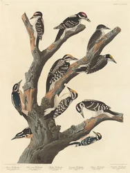 Marias Specht