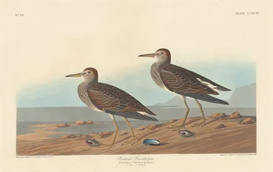 Pektoralschnepfe
