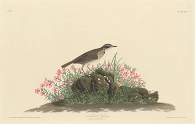Prärie-Titlark