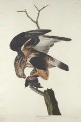 Raufußbussard