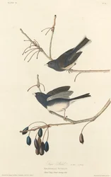 Schneevogel