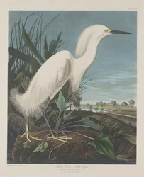 Schneereiger oder Weißer Reiher