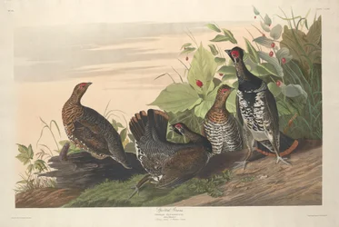 Geflecktes Moorhuhn