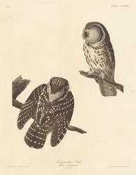 Rauhfusskauz