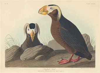 Schopfalk