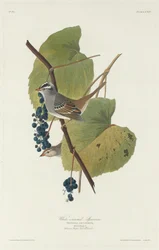 Weißkronensperling