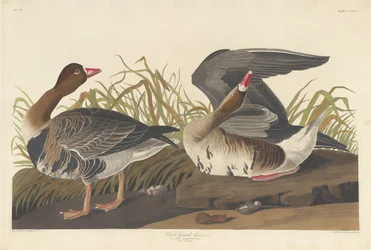 Blässgans