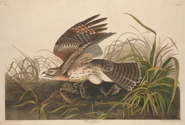 Winterfalke