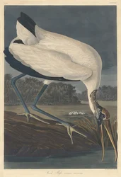 Waldstorch