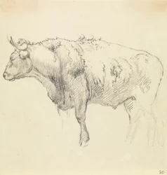 Ein Stier