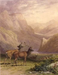 Hirsche in den Highlands