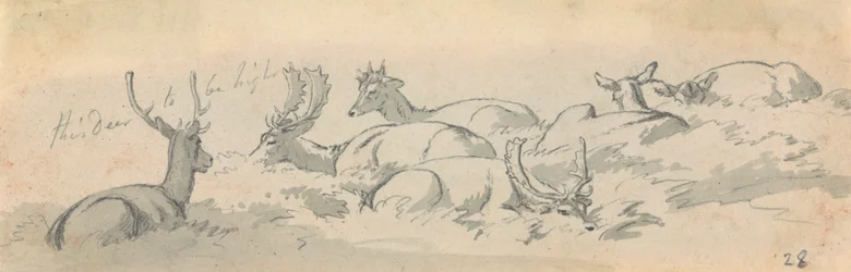 Hirsche und Rehe in Ruhe