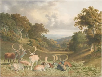 Hirsche im Knole Park, Kent