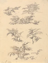 Studie von Farn