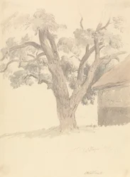Walnussbaum