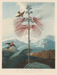 Der Tempel der Flora oder Garten der Natur: Große Blühende Mimose