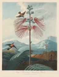 Der Tempel der Flora oder Garten der Natur: Große blühende empfindliche Pflanze