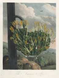 Der Tempel der Flora oder Garten der Natur: Die amerikanische Aloe