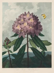 Der Tempel der Flora oder Garten der Natur: Der Pontische Rhododendron, 1799-1807