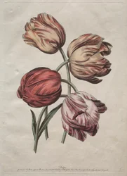 Acht schöne Gruppen von natürlichen Blumen in Umrissen von de la Cour: Tulpen