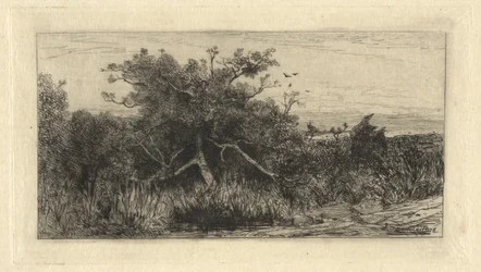 Knotiger Baum