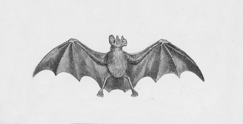 Vampirfledermaus, um 1885, 1890