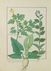 Großes Schöllkraut oder Mohn, Solanum oder Nachtschatten und Aronstab, Illustration aus „The Book of Simple Medicines“ von Mattheaus Platearius, 113v