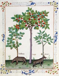 Haselnussstrauch (links) und Kirschbaum (Mitte), Illustration aus dem Buch der einfachen Heilmittel von Mattheaus Platearius
