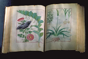 Ms Fr. Fv VI #1 Zwei Seiten, die Rose und Knoblauch darstellen, aus Das Buch der einfachen Heilmittel von Mattheus Platearius (gest. ca. 1161) ca. 1470