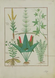 Ms Fr. Fv VI #1 fol.125r Obere Reihe: Mais, Equisetum und Labruscae flos. Untere Reihe: Gänseblümchen, Jarus und Majoran, Illustration aus Das einfache Buch der Medizin, von Mattheaus Platearius