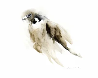 Graziöser Aquarellfalke