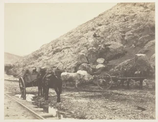 Rinder und Karren verlassen Balaklava, 1855
