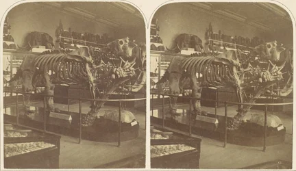 Das Megatherium, British Museum