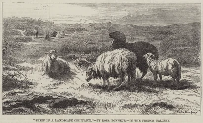 Schafe in einer Landschaft, Bretagne