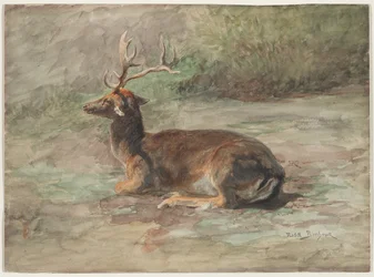 Liegender Hirsch