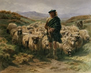 Der Hochlandhirte