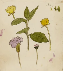 Studie von Blumen - Butterblume und Gänseblümchen