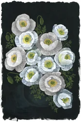 Elegante weiße Mohnblumen