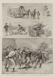 Szenen von der Viehschau in der Agricultural Hall, Islington