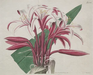 The Botanical Magazine or Flower Garden Displayed: Stattliches Crinum