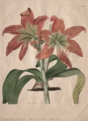 Das Botanische Magazin oder Blumengarten dargestellt: Die Bergseelilie, 1827