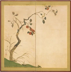Kakibaum