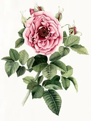 Blühende Rosa Rose