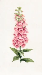 Zarte rosa Fingerhut