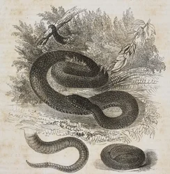 Schwarze Variante der Gemeinen Vipern, Schwanz und kleine Viper um sich selbst gewickelt wie im Mutterleib, Lithografie von Salvatore Puglia aus Poliorama Pittoresco, Nr. 27, 8. Februar