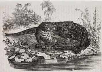 Kaiman und Jaguar, Lithographie von Salvatore Puglia aus Poliorama Pittoresco, Nr. 16, 25. November