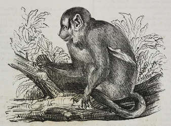 Nachtaffe Douroucoulis (Aotus trivirgatus), Lithographie von Salvatore Puglia
